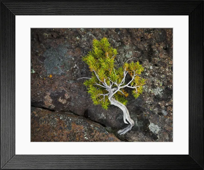 Framed Print : Italy, Sicily, Mt. Etna, Juniper Emisferico Etneo - Monte Nero degli Zappini