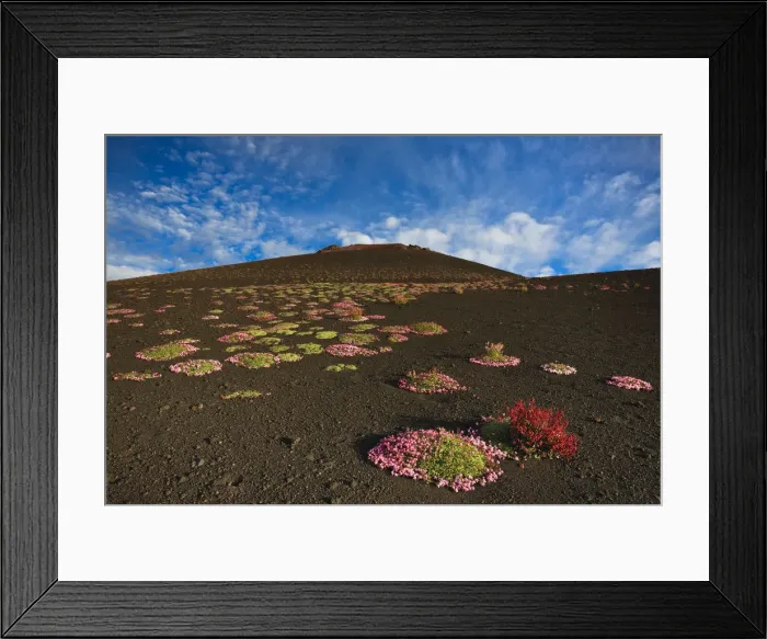 Framed Print : Italy, Sicily, Mt. Etna, Flowering of Saponaria Aetnensis, in proximity of Silvestri Framed Print : Italy, Sicily, Mt. Etna, Flowering of Saponaria Aetnensis, in proximity of Silvestri