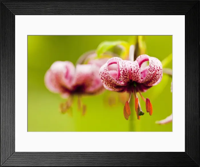 Framed Print : Italy, Friuli Venezia Giulia, Lilium Martagon or Martagon Lily Framed Print : Italy, Friuli Venezia Giulia, Lilium Martagon or Martagon Lily