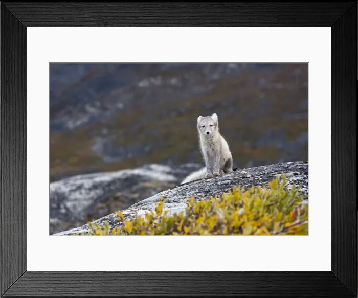 Framed Print : Greenland, DiskoBay, An arctic fox, Alopex lagopus, in Ataa a small village of fishermen Framed Print : Greenland, DiskoBay, An arctic fox, Alopex lagopus, in Ataa a small village of fishermen