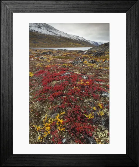 Framed Print : Greenland, DiskoBay, The autumn vegetation of the tundra around Ataa a small village Framed Print : Greenland, DiskoBay, The autumn vegetation of the tundra around Ataa a small village