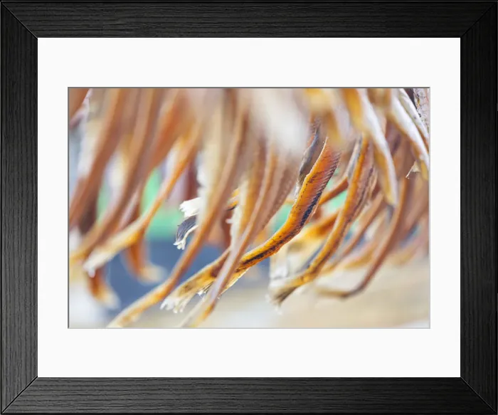 Framed Print : Greenland, DiskoBay, Stockfish in Rodebay a small village of fishermen and seal hunters Framed Print : Greenland, DiskoBay, Stockfish in Rodebay a small village of fishermen and seal hunters