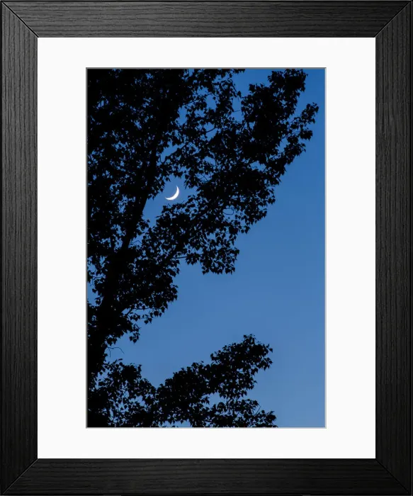 Framed Print : Italy, Veneto, Moon in the leaves Framed Print : Italy, Veneto, Moon in the leaves