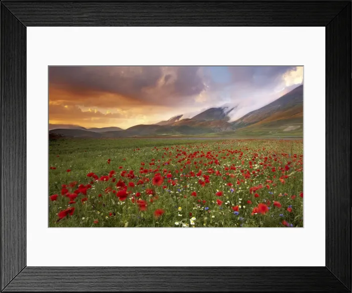Framed Print : Italy, Marche, Sibillini National Park, plain of Castelluccio di Norcia Framed Print : Italy, Marche, Sibillini National Park, plain of Castelluccio di Norcia