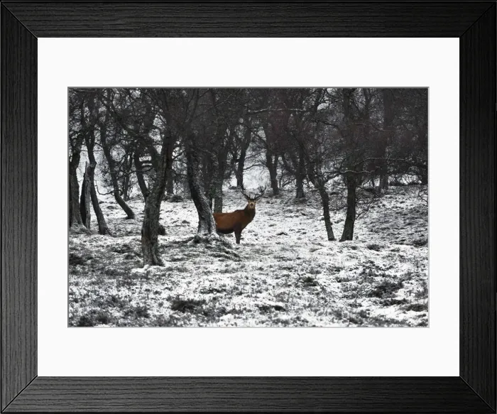 Framed Print : Scotland, Highlands, Epic and poetic winter at Braemar where the forest became magic Framed Print : Scotland, Highlands, Epic and poetic winter at Braemar where the forest became magic