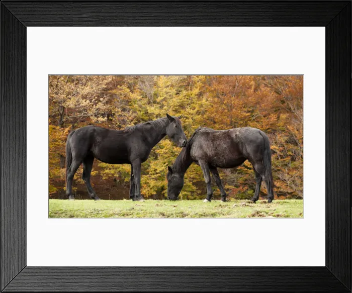 Framed Print : Italy, Sicilia, Horses grazing free Framed Print : Italy, Sicilia, Horses grazing free