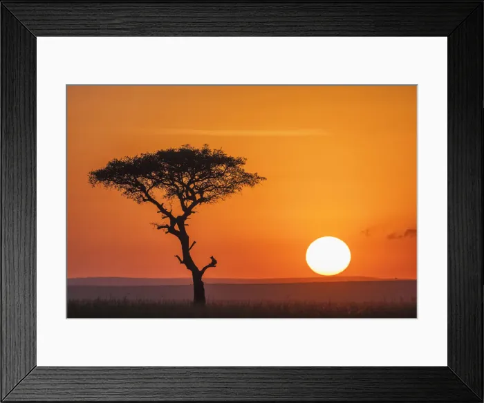 Framed Print : Kenya, An acacia tree at sunset in the Masai Mara game reserve hills