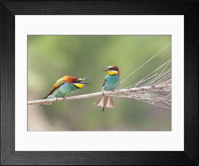 Framed Print : Italy, Friuli Venezia Giulia, European Bee-eater (Merops apiaster)