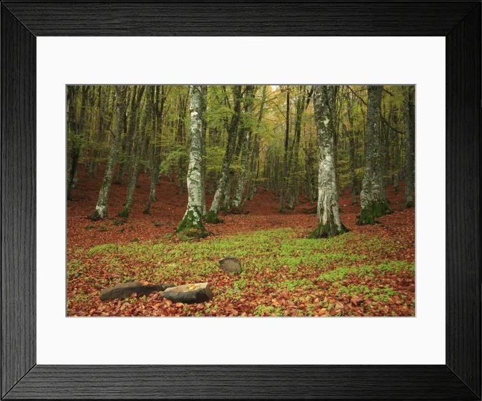 Framed Print : Italia, Sicily, beech forest of Mount Soro Framed Print : Italia, Sicily, beech forest of Mount Soro