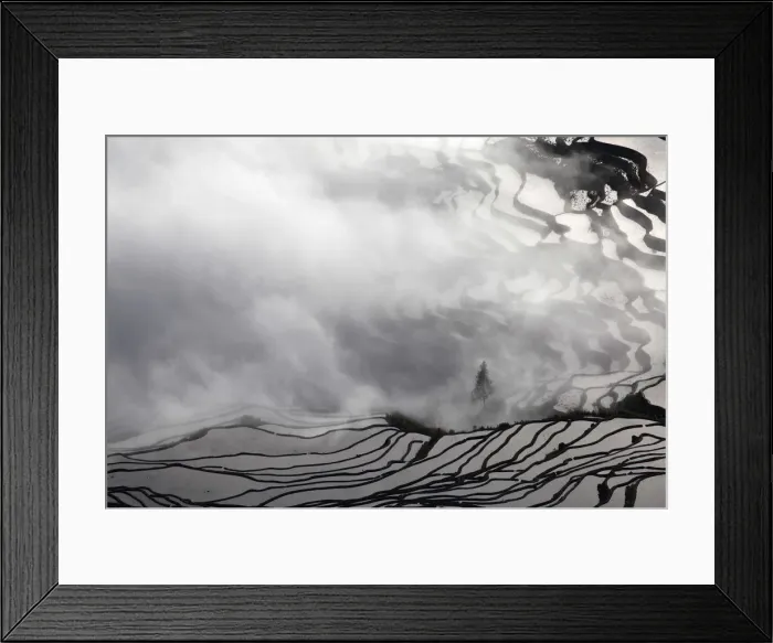 Framed Print : China, Yunnan, Lonely tree in Yuanyang rice terraces, Yunnan, China
