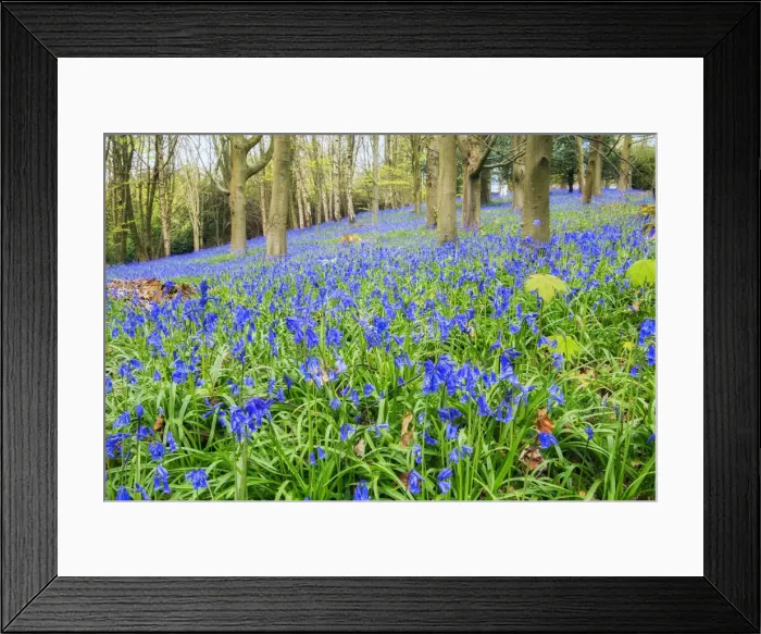 Framed Print : Europe, United Kingdom, England, West Sussex, East Grinstead, Kingscote, ancient bluebell Framed Print : Europe, United Kingdom, England, West Sussex, East Grinstead, Kingscote, ancient bluebell