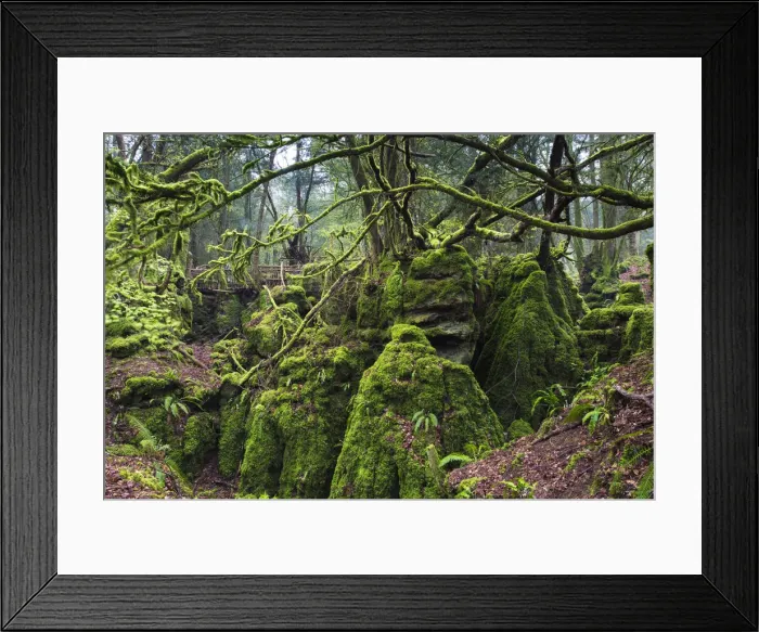 Framed Print : United Kingdom, England, Gloucestershire, Coleford. Puzzlewood