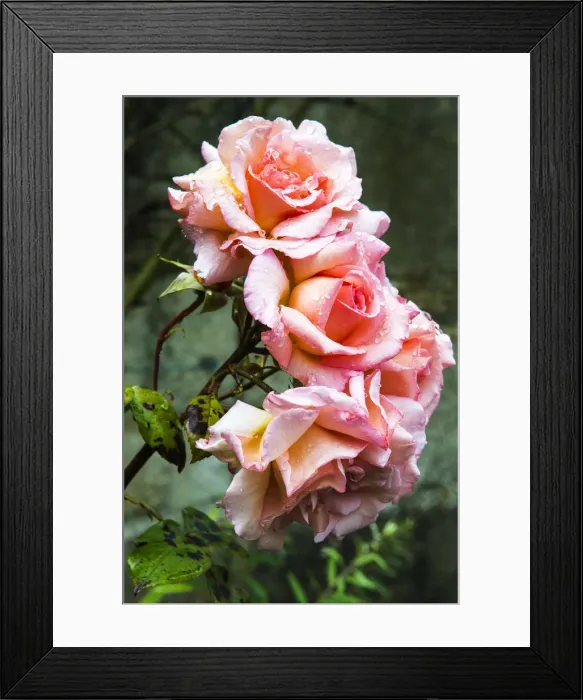 Framed Print : Roses, Snowshill, Gloucestershire, UK Framed Print : Roses, Snowshill, Gloucestershire, UK
