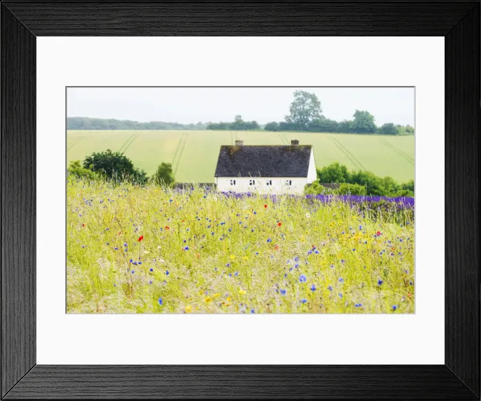 Framed Print : Wildflower meadow and lavender fields, Cotswolds, Worcestershire, UK Framed Print : Wildflower meadow and lavender fields, Cotswolds, Worcestershire, UK