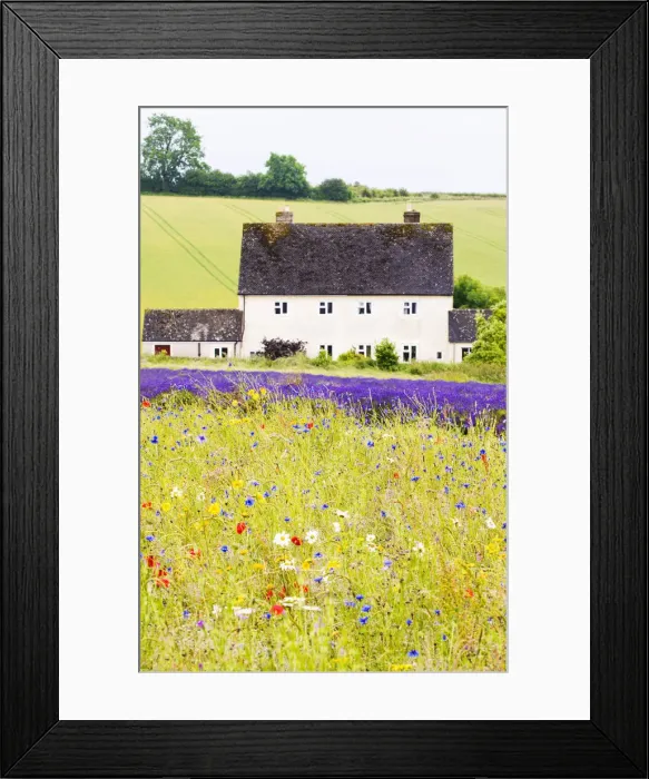 Framed Print : Wildflower meadow and lavender fields, Cotswolds, Worcestershire, UK Framed Print : Wildflower meadow and lavender fields, Cotswolds, Worcestershire, UK