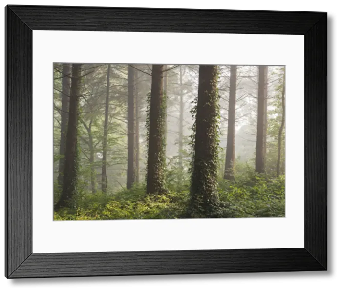 Framed Print : Pine forest with early morning sunlight, Morchard Bishop, Devon, England. Autumn Framed Print : Pine forest with early morning sunlight, Morchard Bishop, Devon, England. Autumn