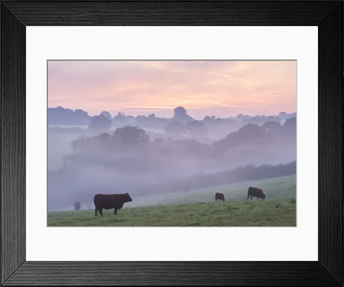 Framed Print : Red Ruby cattle grazing in the Devon countryside at dawn on a misty morning, Black Dog Framed Print : Red Ruby cattle grazing in the Devon countryside at dawn on a misty morning, Black Dog