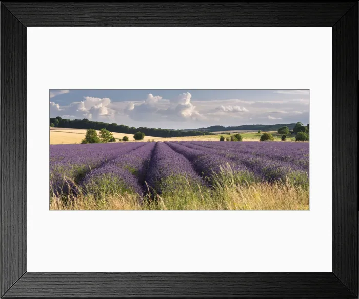 Framed Print : Lavender field in flower, Snowshill, Cotswolds, England. Summer (July) Framed Print : Lavender field in flower, Snowshill, Cotswolds, England. Summer (July)