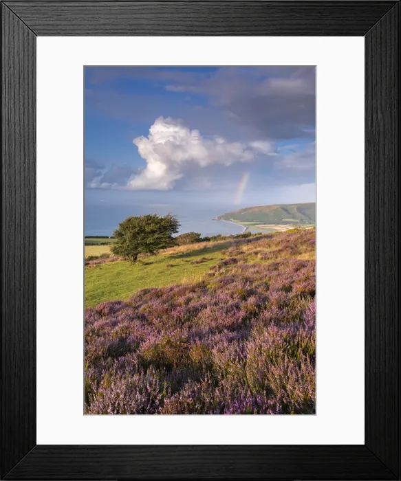 Framed Print : Heather in flower on Porlock Common, Exmoor National Park, Somerset, England. Summer Framed Print : Heather in flower on Porlock Common, Exmoor National Park, Somerset, England. Summer