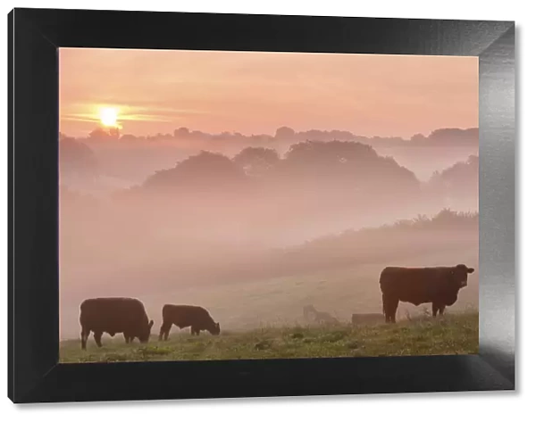 Red Ruby cattle grazing in the Devon countryside at dawn on a misty morning, Black Dog
