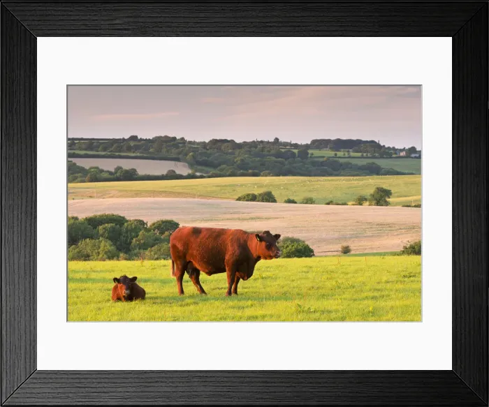 Framed Print : North Devon Red Ruby cattle grazing in the rolling countryside, Black Dog, Devon, England Framed Print : North Devon Red Ruby cattle grazing in the rolling countryside, Black Dog, Devon, England