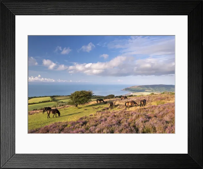 Framed Print : Exmoor Ponies graze on heather covered moorland on Porlock Common, Exmoor, Somerset