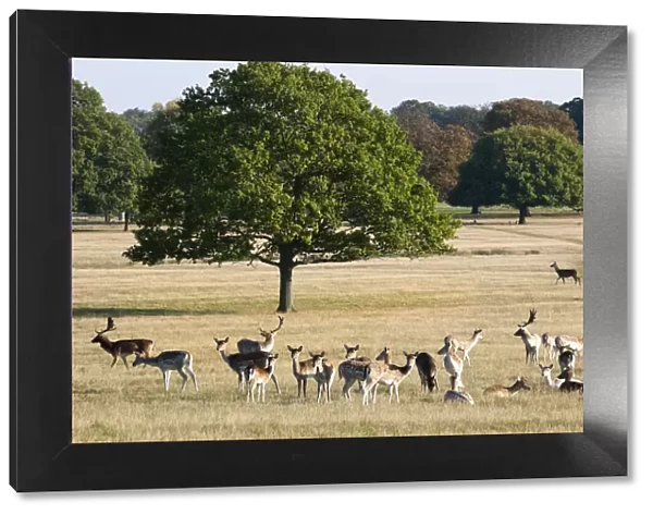A herd of fallow deer in Richmond Park, Surrey, UK