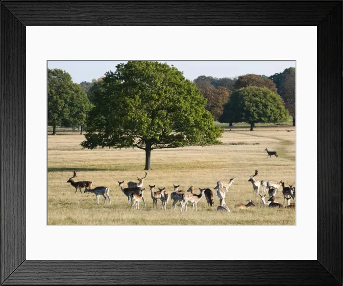 Framed Print : A herd of fallow deer in Richmond Park, Surrey, UK Framed Print : A herd of fallow deer in Richmond Park, Surrey, UK