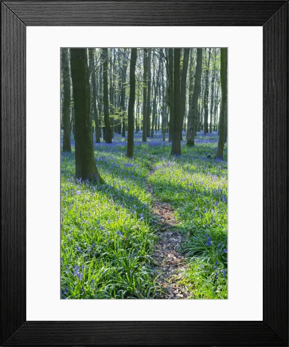Framed Print : Europe, United Kingdom, England, Hertfordshire, Berkhamsted, Ashridge Estate, Dockey Wood Framed Print : Europe, United Kingdom, England, Hertfordshire, Berkhamsted, Ashridge Estate, Dockey Wood