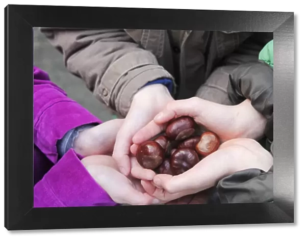 Europe, United Kingdom, England, conkers - horse chestnut seeds, childrens hands