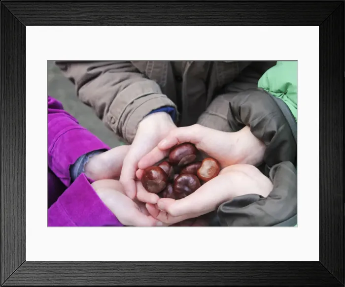 Framed Print : Europe, United Kingdom, England, conkers - horse chestnut seeds, childrens hands Framed Print : Europe, United Kingdom, England, conkers - horse chestnut seeds, childrens hands