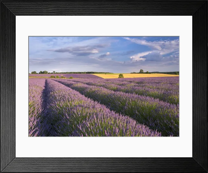 Framed Print : Lavender field in full bloom, Snowshill, Cotswolds, England. Summer (July) Framed Print : Lavender field in full bloom, Snowshill, Cotswolds, England. Summer (July)