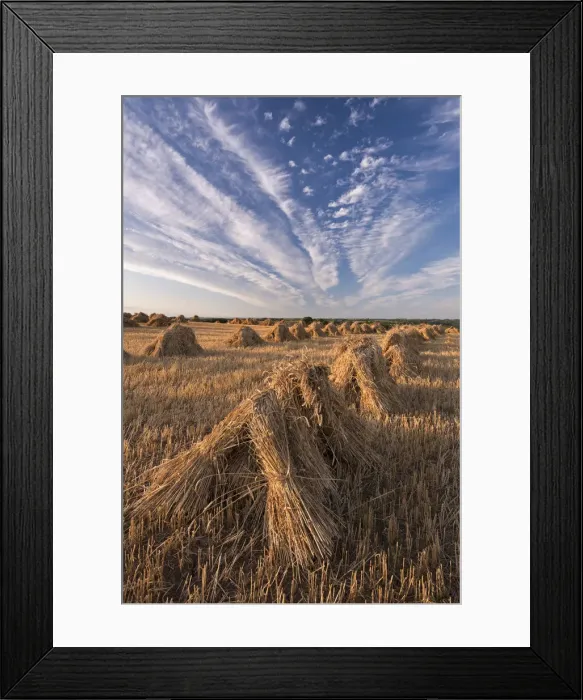 Framed Print : Corn stooks harvested for thatching purposes, Devon, England. Summer (July) Framed Print : Corn stooks harvested for thatching purposes, Devon, England. Summer (July)
