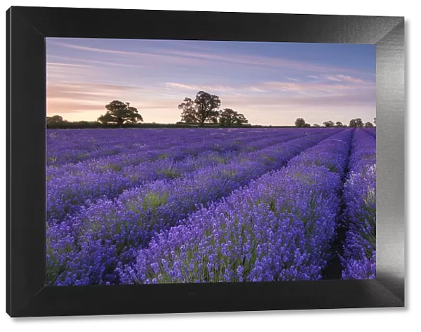 Lavender field at dawn, Somerset, England. Summer (July)