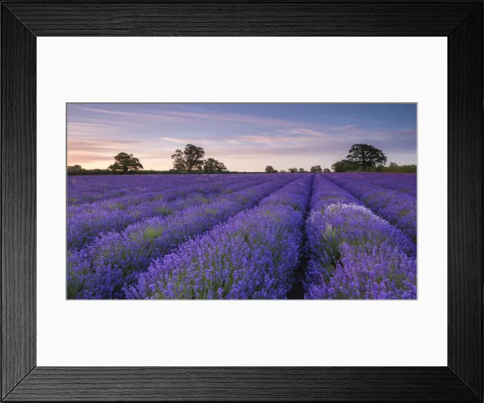 Framed Print : Lavender field at dawn, Somerset, England. Summer (July)