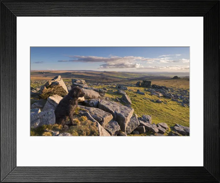 Framed Print : Black Dog (Labradoodle) sitting on Great Staple Tor, Dartmoor, Devon, England. Winter