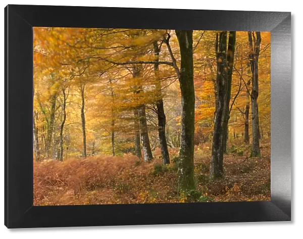 Autumn colours in Barton Wood, Exmoor National Park, Somerset, England. Autumn (November)