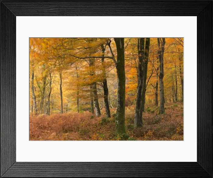Framed Print : Autumn colours in Barton Wood, Exmoor National Park, Somerset, England. Autumn (November) Framed Print : Autumn colours in Barton Wood, Exmoor National Park, Somerset, England. Autumn (November)
