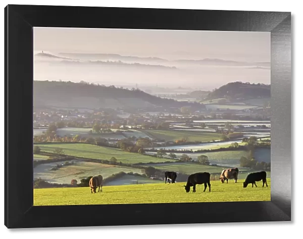 Cattle graze on the Mendip Hills, with dramatic views to Glastonbury beyond, Somerset