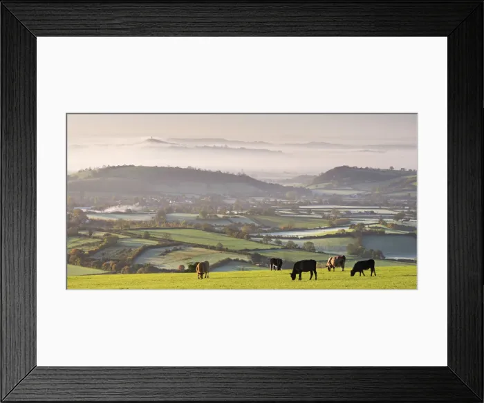 Framed Print : Cattle graze on the Mendip Hills, with dramatic views to Glastonbury beyond, Somerset Framed Print : Cattle graze on the Mendip Hills, with dramatic views to Glastonbury beyond, Somerset