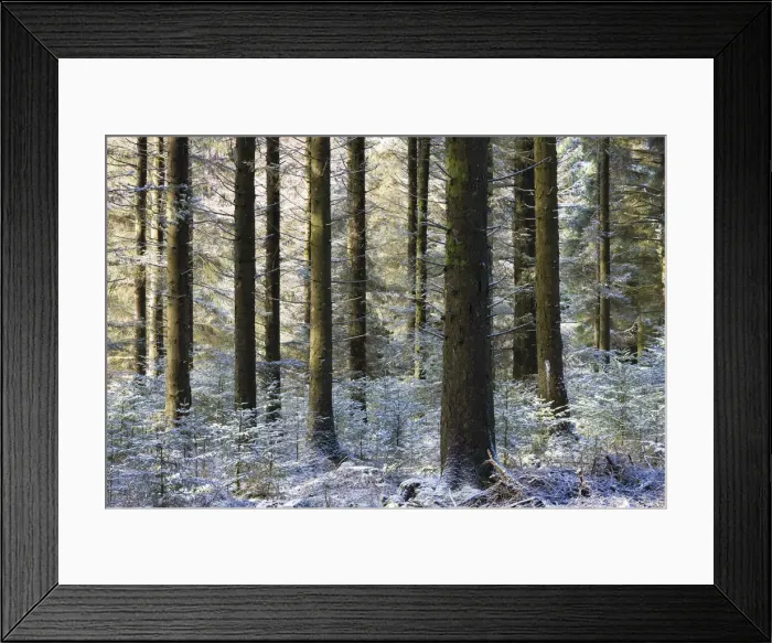 Framed Print : Dusting of snow in a pine woodland, Fernworthy, Dartmoor, Devon, England. Winter