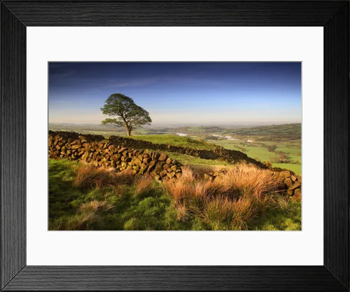 Framed Print : Tree & Stone Wall, near The Roaches, Peak District National Park, Derbyshire, England Framed Print : Tree & Stone Wall, near The Roaches, Peak District National Park, Derbyshire, England