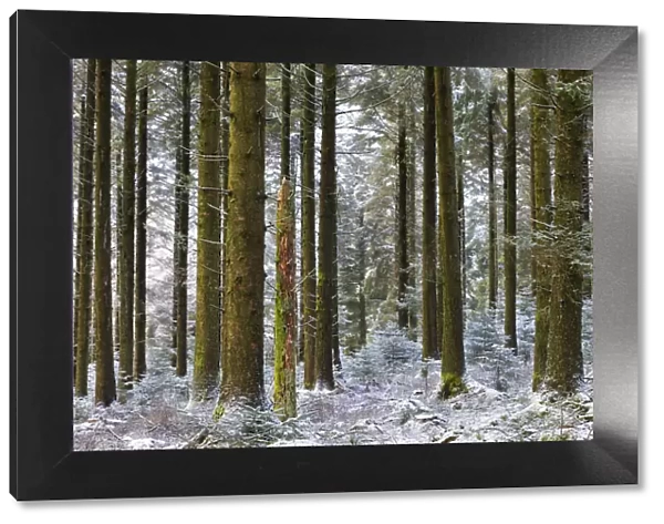 Snow dusted pine woodland at Fernworthy Forest, Dartmoor National Park, Devon, England