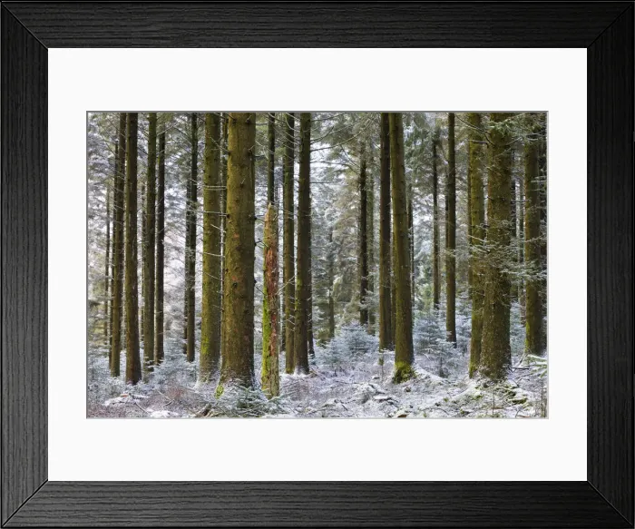 Framed Print : Snow dusted pine woodland at Fernworthy Forest, Dartmoor National Park, Devon, England Framed Print : Snow dusted pine woodland at Fernworthy Forest, Dartmoor National Park, Devon, England