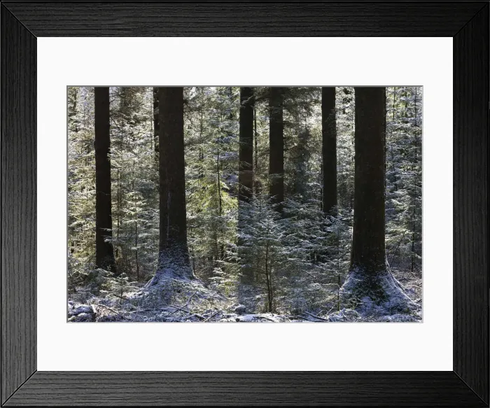 Framed Print : Dusting of snow in a pine woodland, Fernworthy, Dartmoor, Devon, England. Winter