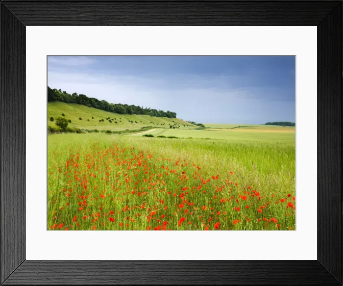 Framed Print : Wild poppies flowering in countryside near the village of West Dean, Wiltshire, England Framed Print : Wild poppies flowering in countryside near the village of West Dean, Wiltshire, England