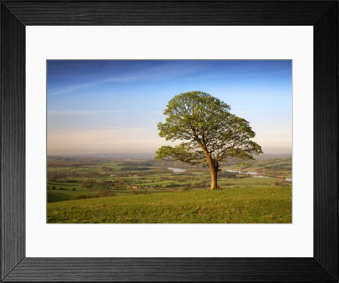 Framed Print : Lone Tree in Field, near The Roaches, Peak District National Park, Derbyshire, England