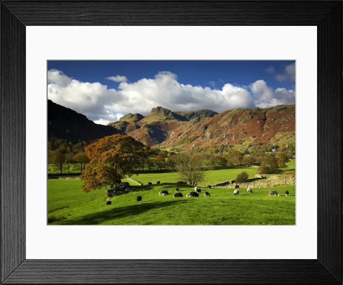Framed Print : Grazing Sheep, Great Langdale, Lake District National Park, Cumbria, England Framed Print : Grazing Sheep, Great Langdale, Lake District National Park, Cumbria, England