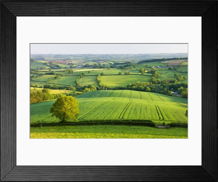 Framed Print : Rural English summer countryside scenes near Stockleigh Pomeroy, Devon, England. Summer