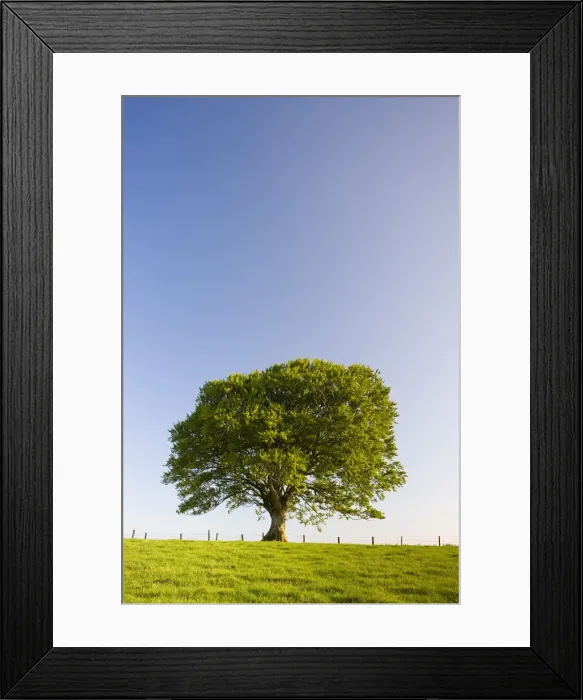 Framed Print : Single tree against a blue sky, Mid Devon, England. Summer (June) 2009 Framed Print : Single tree against a blue sky, Mid Devon, England. Summer (June) 2009